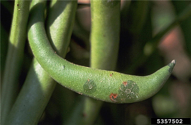 ¿Cuáles son las causas de la añublo: tratamiento de la aureola en las plantas de frijol