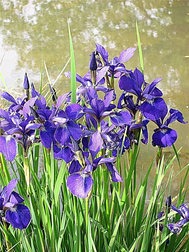 Podatki o vodni šarenici - Spoznajte nego vode rastline Iris
