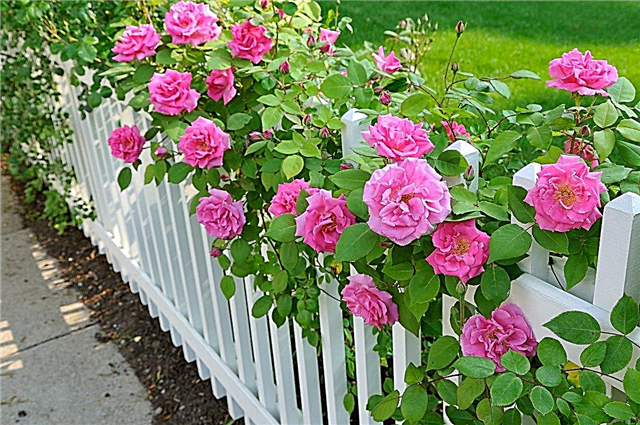 Зона 7 сортів троянд - поради щодо вирощування троянд у зоні 7 садів
