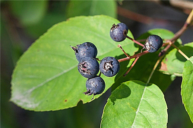 Ernte von Juneberries: Wie und wann man Juneberries pflückt