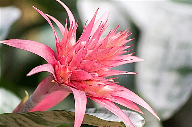 Vai Bromeliads Flower Once - padomi par Bromeliad kopšanu pēc ziedēšanas