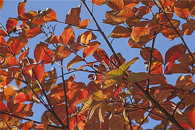 Żółknięcie liści mirtowej krepy: Dlaczego liście na mirtie krepowej zmieniają kolor na żółty