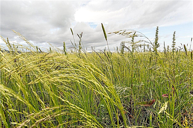 Qu'est-ce que l'herbe de teff - En savoir plus sur la plantation de cultures de couverture d'herbe de teff