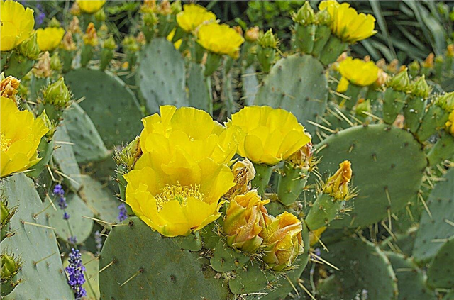أصناف Opuntia Cactus: ما هي أنواع مختلفة من صبار Opuntia