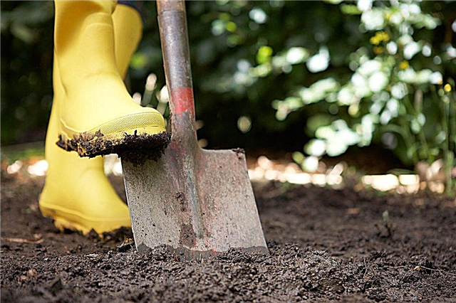 Sodo kastuvų pasirinkimas: kokio kastuvo jums reikia sodininkystei