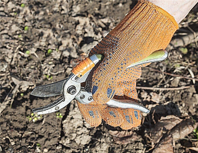 Använda trädgårdsaxar - Hur och när ska man använda saxar i trädgården