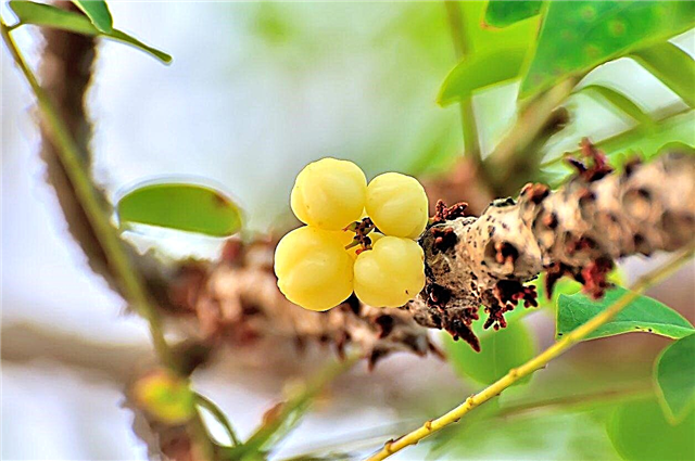 Cermai Fruit Tree Info: Aprenda sobre o cultivo de árvores de groselha Otaheita