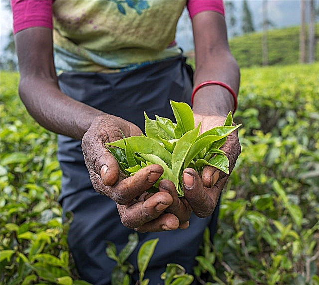 Cuándo cosechar plantas de té: información sobre la cosecha de plantas de té