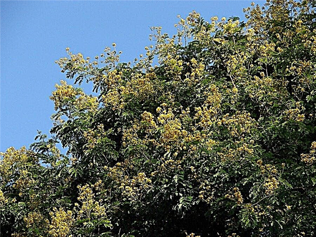 Leopard Tree Care: Cómo hacer crecer un árbol de leopardo en el paisaje