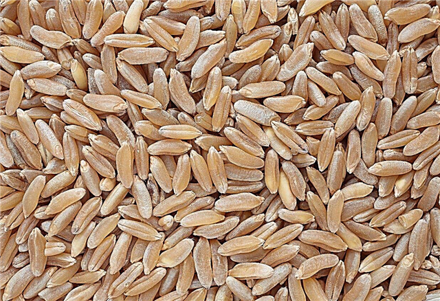 Lúa mì Khorasan là gì: Lúa mì Khorasan mọc ở đâu