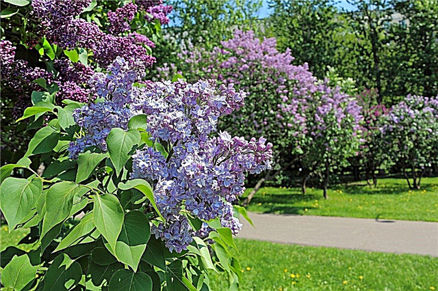 هل زرع Lilacs بشكل جيد: تعلم كيف ومتى يتم زرع Lilacs
