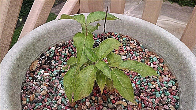 Cultiver des cornouillers dans des pots - Comment faire pousser des cornouillers dans un récipient