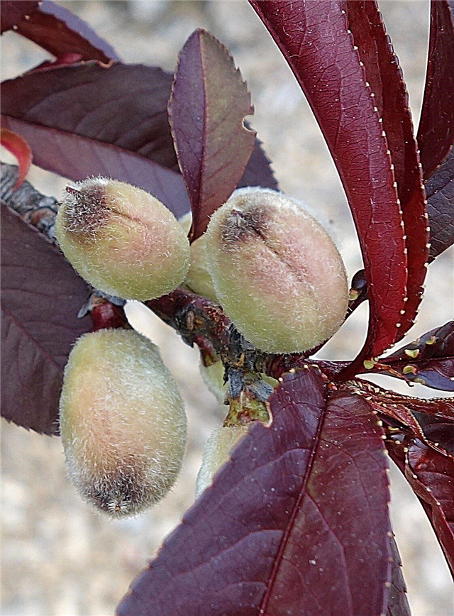 טיפול בעצי אפרסק עלים סגולים - טיפים לגידול עץ אפרסק עלים סגולים
