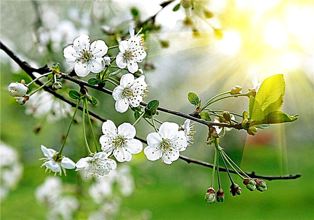 Hardy blommande träd: tips om odling av prydnadsträd i zon 7