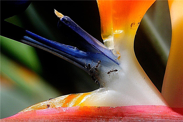 Bird Of Paradise Plant Bugs: Hvordan håndtere insektplager på Bird of Paradise
