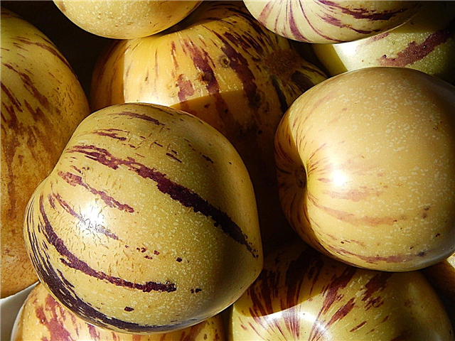 Colheita de frutas Pepino: Como e quando escolher melões Pepino
