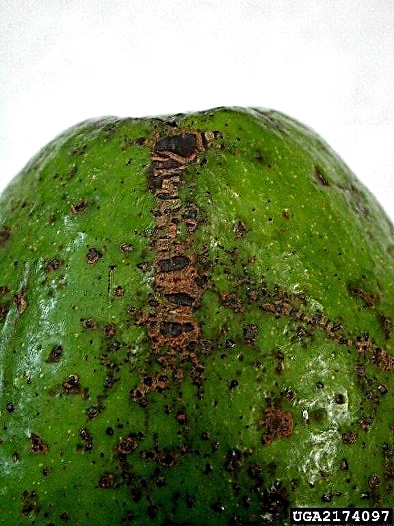 Контрола краста авокада: Савјети за третирање краста на плоду авокада