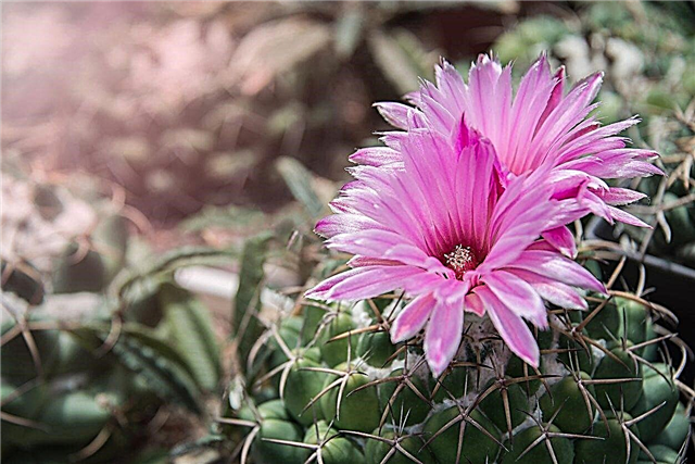 Odrody Mammillaria Cactus: Bežné typy Mammillaria Cacti