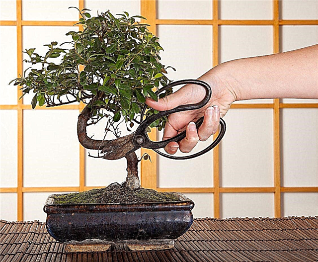 Найважливіші японські садові інструменти: різні типи японських інструментів для садівництва
