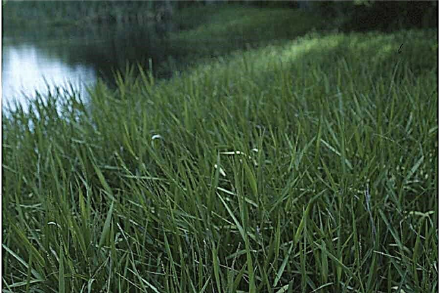 Was ist Maidencane Grass - Erfahren Sie mehr über Maidencane Control in Gärten