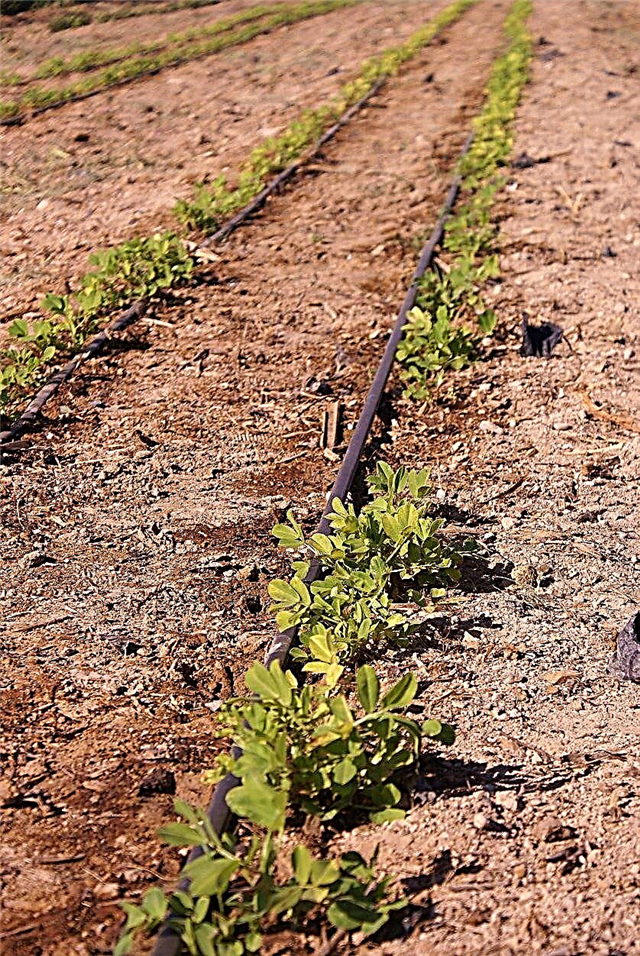 Vattna jordnötsväxter: Hur och när man vattnar en jordnötsväxt