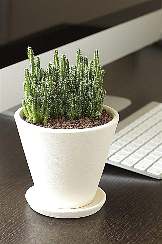 Cura delle piante da scrivania: impara come prendersi cura di una pianta da ufficio