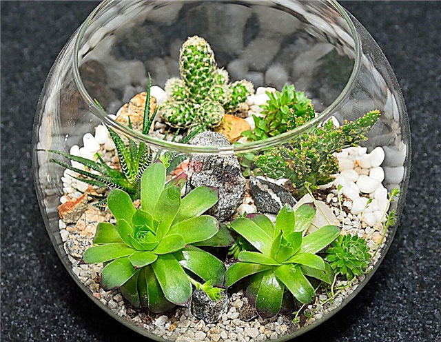 Entretien du terrarium succulent: comment faire un terrarium succulent et en prendre soin