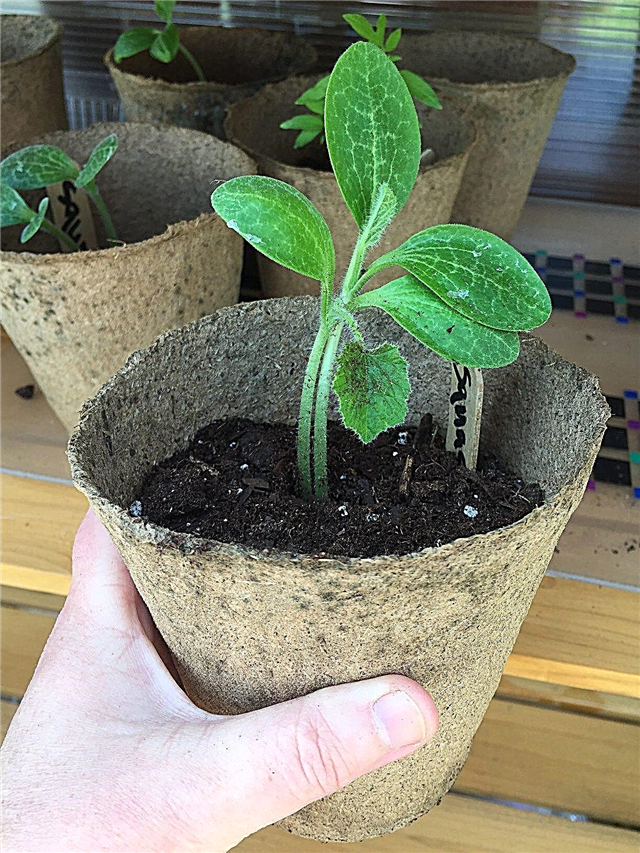 O que são recipientes plantáveis: jardinagem com recipientes biodegradáveis