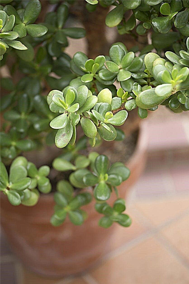 Separar las plantas de jade: aprenda cuándo dividir las plantas de jade