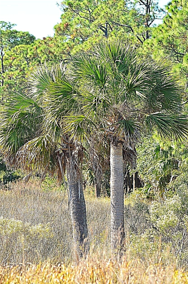 Palmiers de la zone 7 - Palmiers qui poussent dans la zone 7