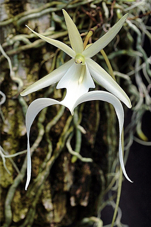 Onde as orquídeas fantasmas crescem: informações e fatos sobre orquídeas fantasmas