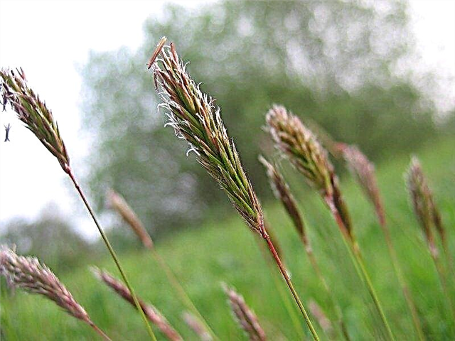 ¿Qué es la hierba dulce vernal? Aprenda acerca de la hierba dulce vernal en paisajes