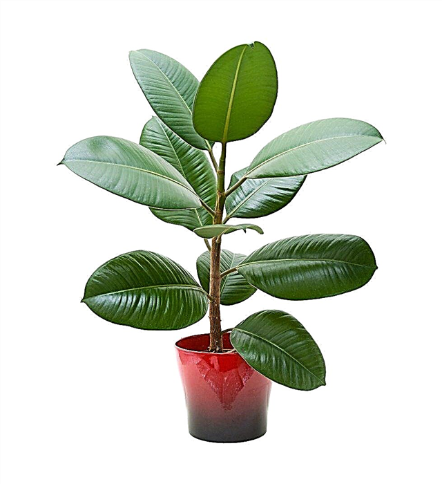نبات شجرة المطاط بوتينغ - متى يحتاج مصنع المطاط وعاء جديد