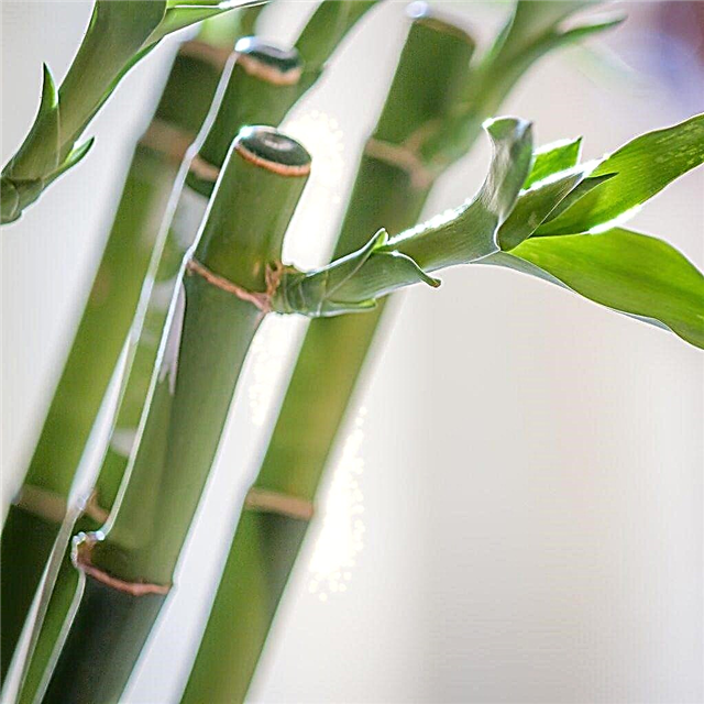 Poda de plantas de bambu da sorte: dicas sobre como cortar uma planta de bambu da sorte