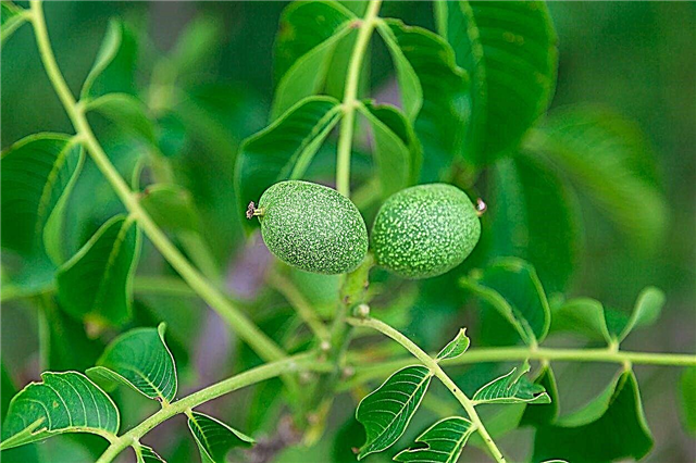 Árboles de frutos secos de la zona 7: elección de árboles de frutos secos para climas de la zona 7