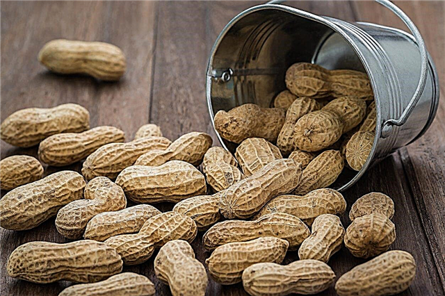 O que é um amendoim da Virgínia: informações sobre o plantio de amendoins da Virgínia