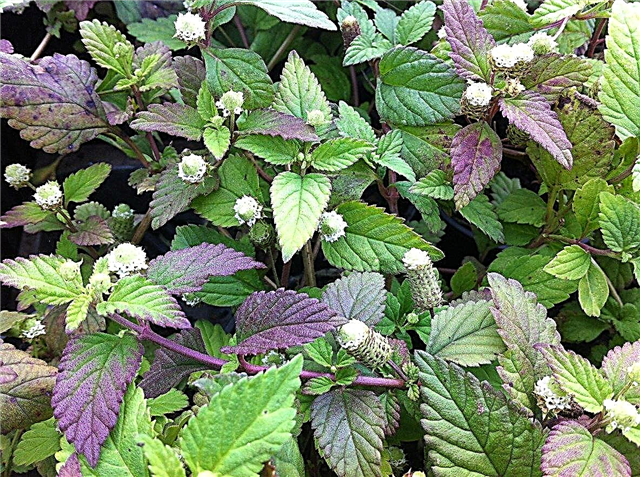 Aztec Sweet Herb Care: Hvordan bruke Aztec Sweet Herb Plants i hagen