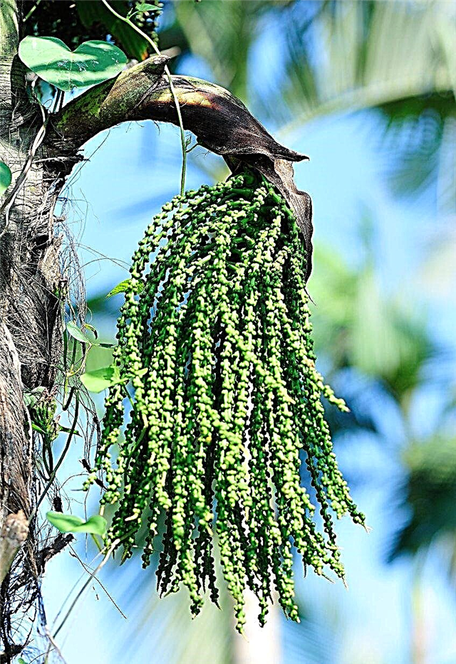 Размножавање палми вјетрењаче: како ширити палму вјетрењаче