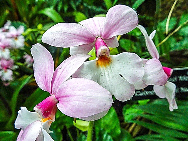 Calanthe Orchid Care - Wie man eine Calanthe Orchid Plant wächst