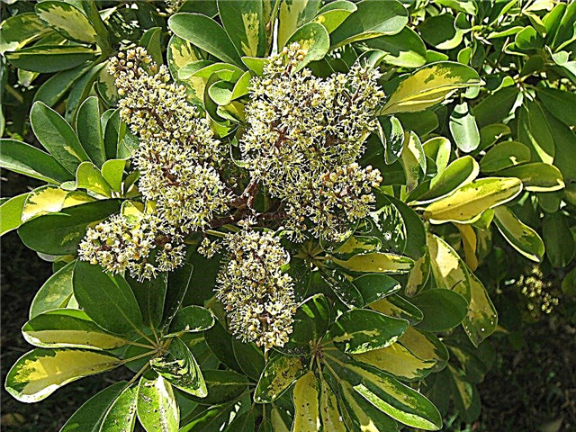 Schefflera Bloom: Informações sobre Schefflera Plant Flowers