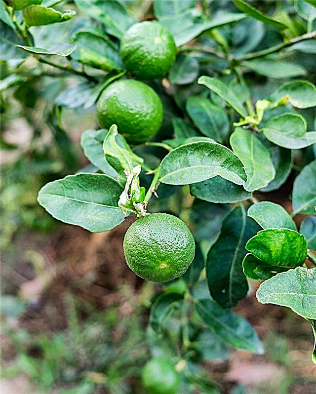 Fertilizando árvores de limão - Aprenda a fertilizar uma árvore de limão