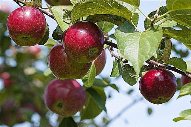 Manzanos para la zona 7: qué crecen los manzanos en la zona 7