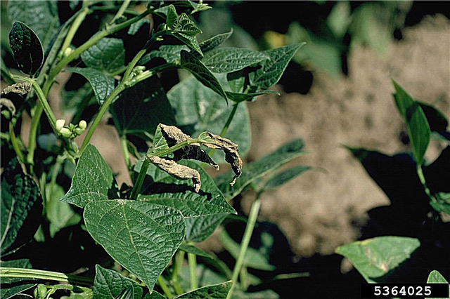 Bean Sunscald là gì: Kiểm soát triệu chứng của Sunscald trong cây đậu