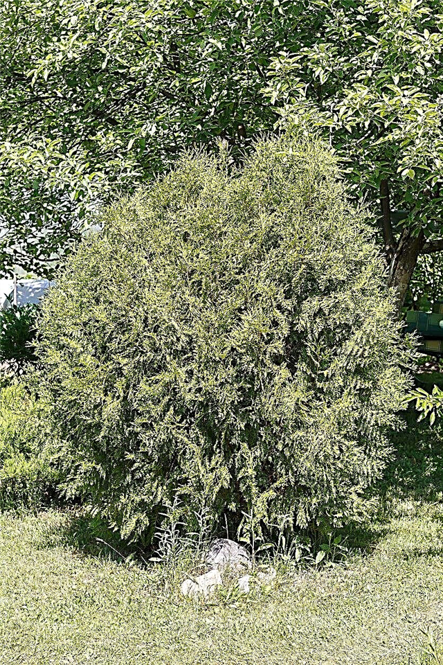 Зона 7 Вечнозелени дървета - Отглеждане на вечнозелени дървета в пейзаж на зона 7