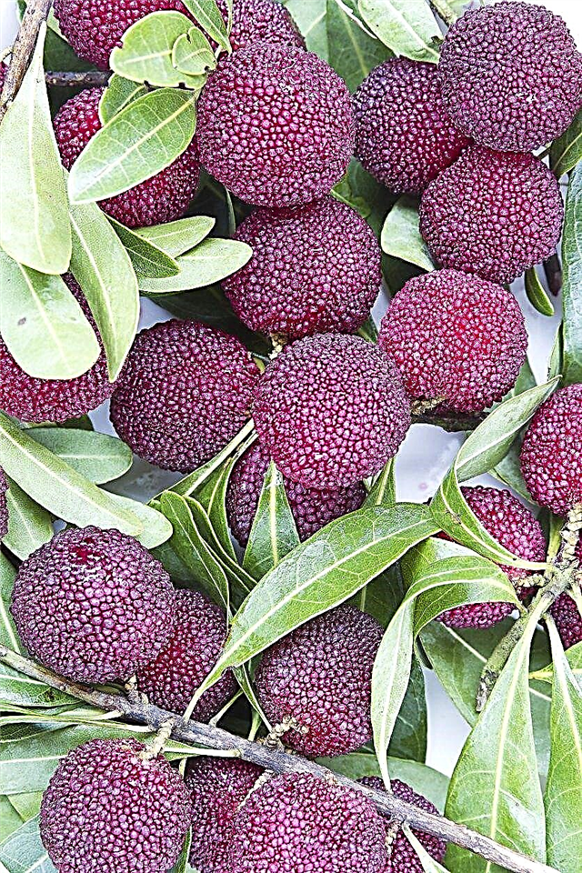 معلومات Bayberry الصينية: تزايد ورعاية أشجار الفاكهة Yangmei