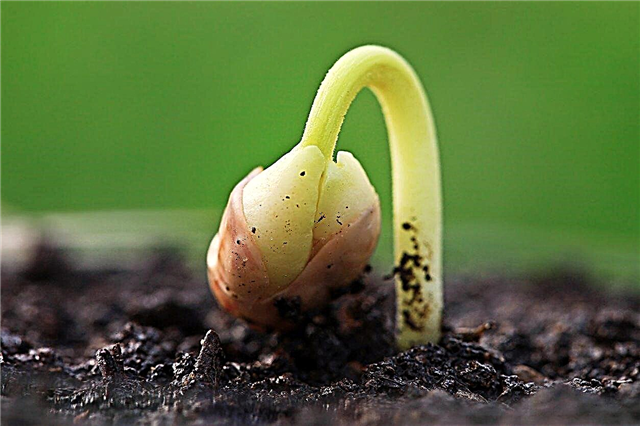 זרעי זרעי צמח: מדוע כדאי לך מעילי זרעי ניק לפני שתילה