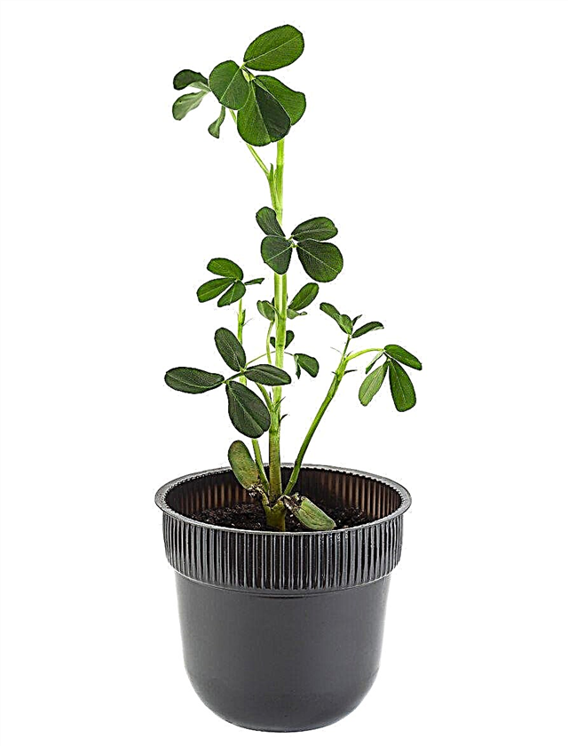Indoor Peanut Growing - Leer hoe je pinda's binnenshuis kunt laten groeien