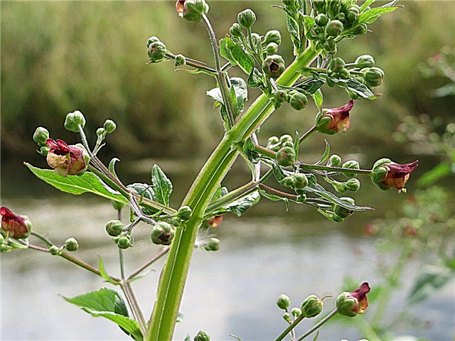 Figwort Plant Information: Guide To Growing Figworts In Your Garden