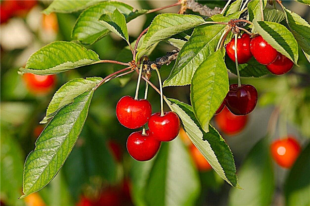 Árboles frutales de la zona de cultivo 7: consejos para plantar árboles frutales en los jardines de la zona 7