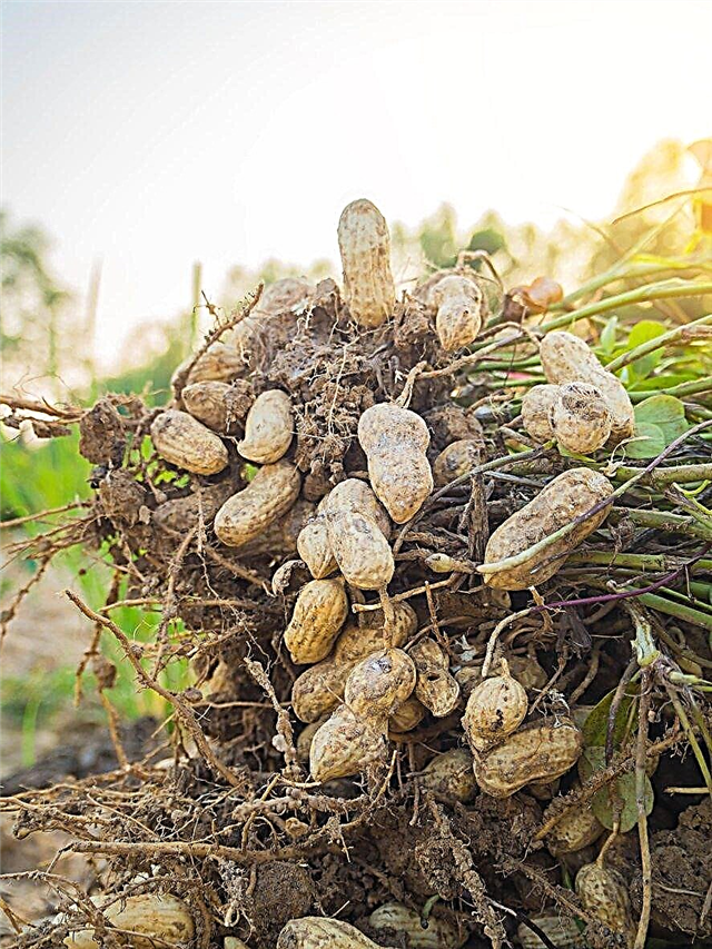 Runner Type Peanuts - Informatie over Runner Peanut Plants